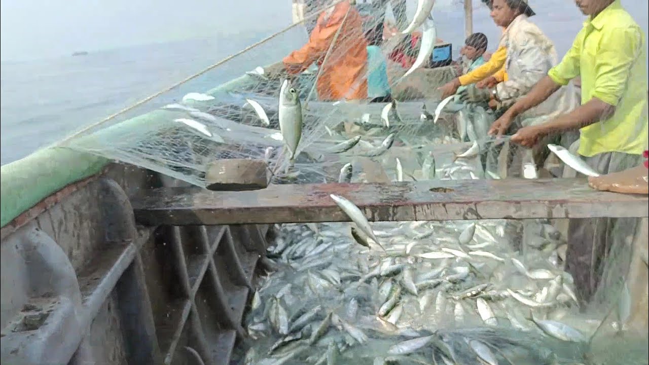 Haw To Make Deep sea Bangda Fishing Video in Gujarat Mangrol bara