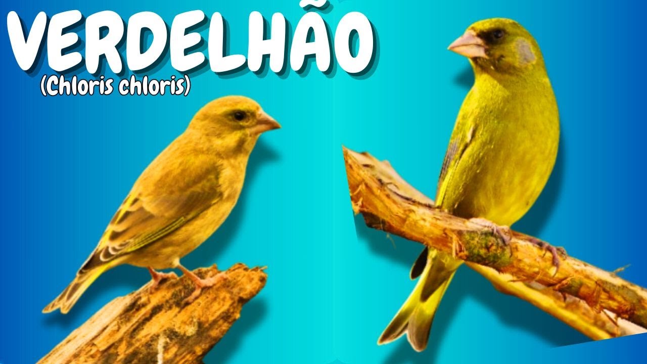 VERDELH&Atilde;O (Chloris chloris) P&Aacute;SSARO GRAN&Iacute;VORO, Ave da Fam&iacute;lia Fringillidae, P&aacute;ssaros da Europa