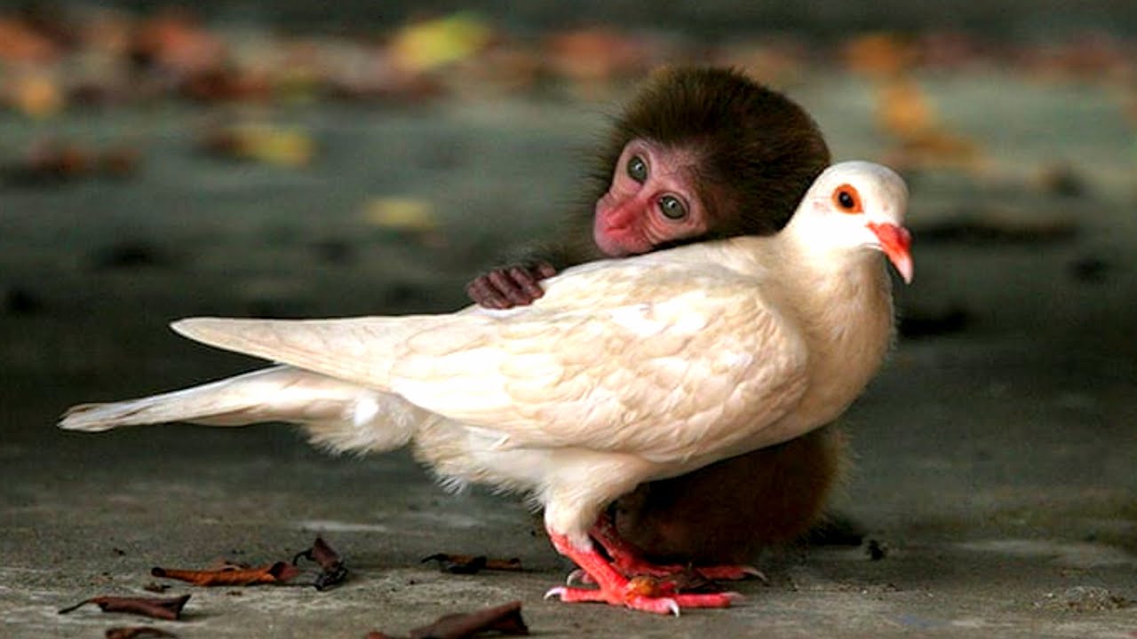 Most Heartwarming Animal Friendships | Animal Companions