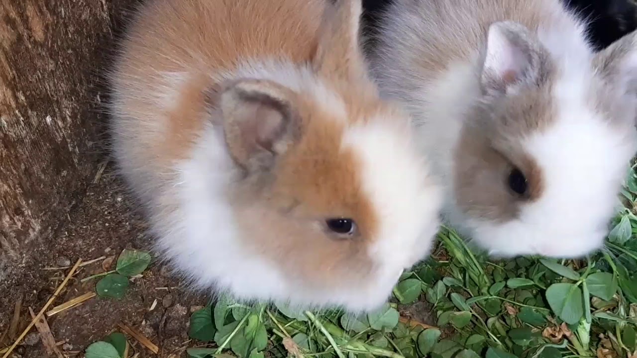 small rabbits(male zeke)