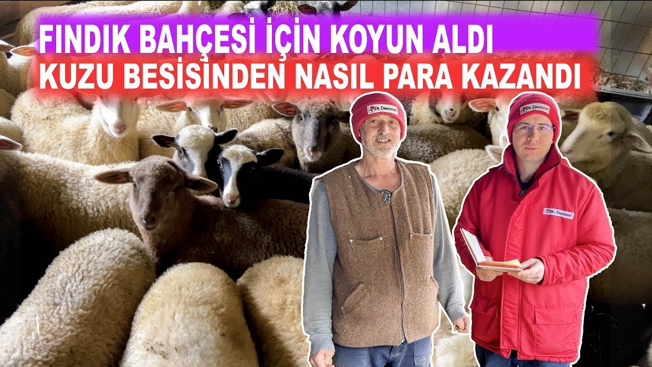 Fındık Bahçesi İçin Koyun Aldı | Kuzu Besisinden Nasıl Para Kazandı