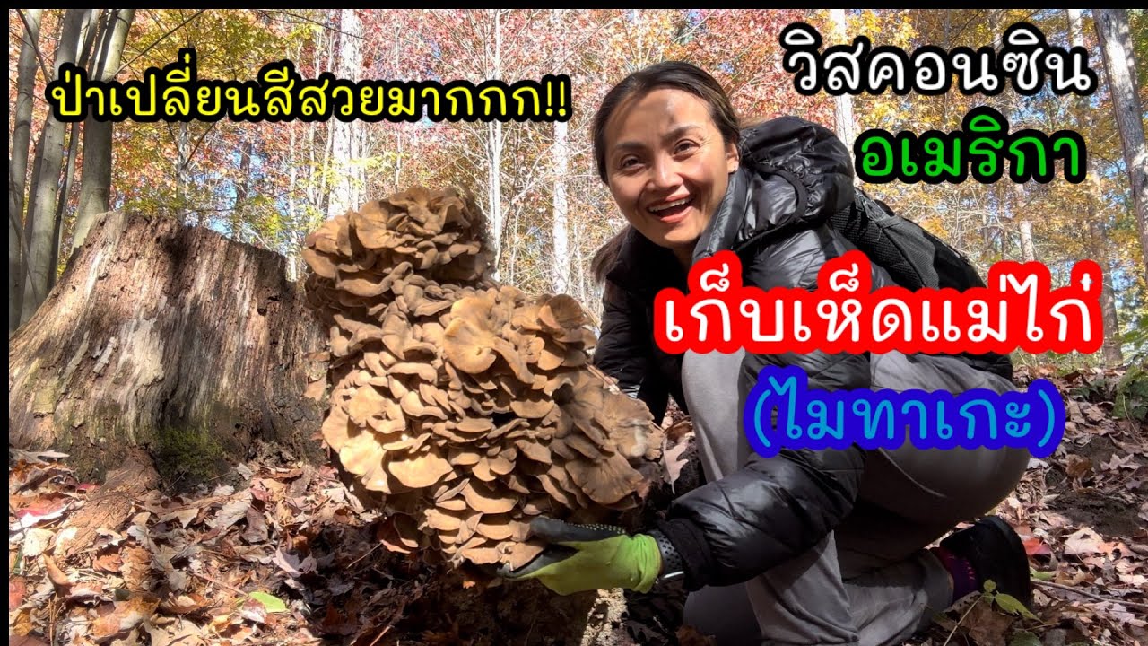 V353 Collecting large clumps of Maitake mushrooms in the forest, changing colors beautifully. Ame...