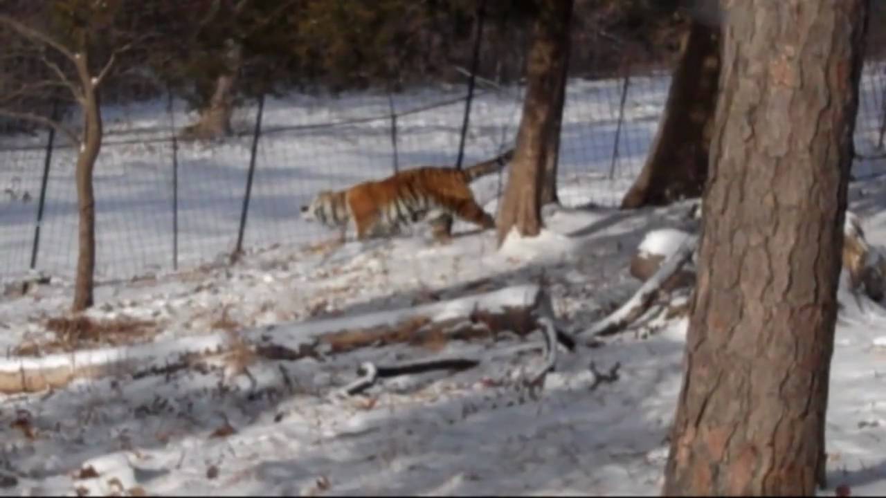 Tigers of the Snow