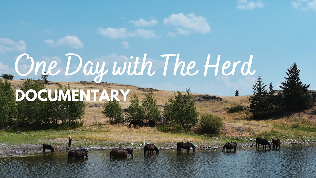 One Day with The Herd. Documentary.