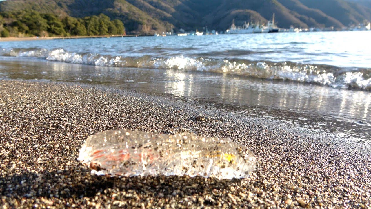 海岸にヤバいのが流れ着いてた。