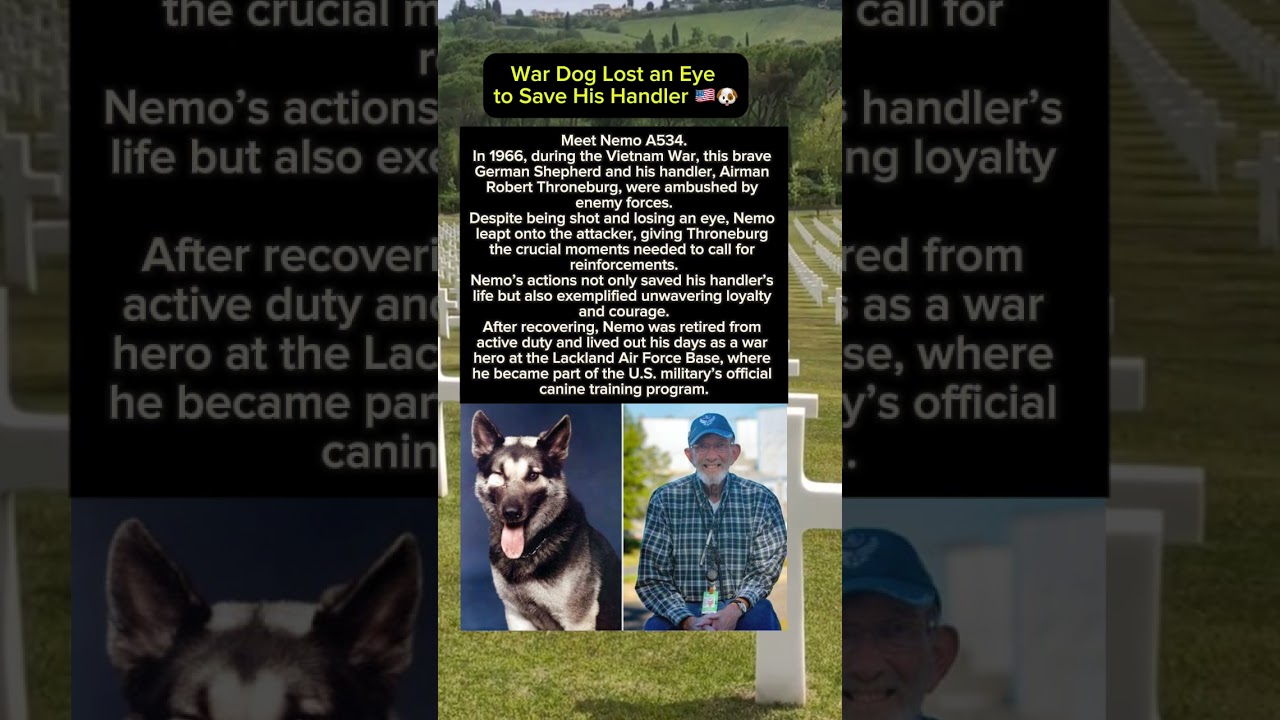 Meet the War Dog Who Lost an Eye to Save His Handler 🇺🇸🐕&zwj;🦺 #Hero #dog #animals #viralvideo