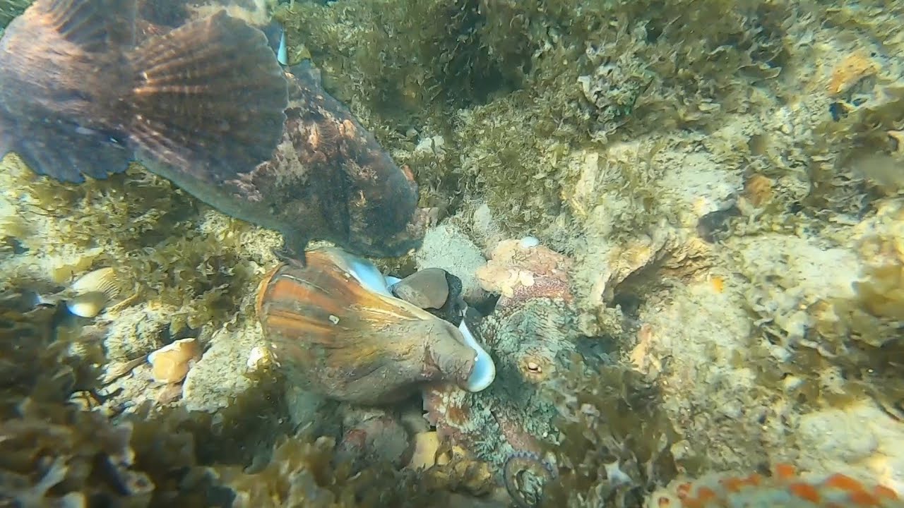 PESCA SUBAQUÁTICA ENCONTRAMOS VARIAS ESPÉCIES, PEGAMOS POLVO (MOLUSCO) (VIDA MARINHA) (peixe-pacamã)