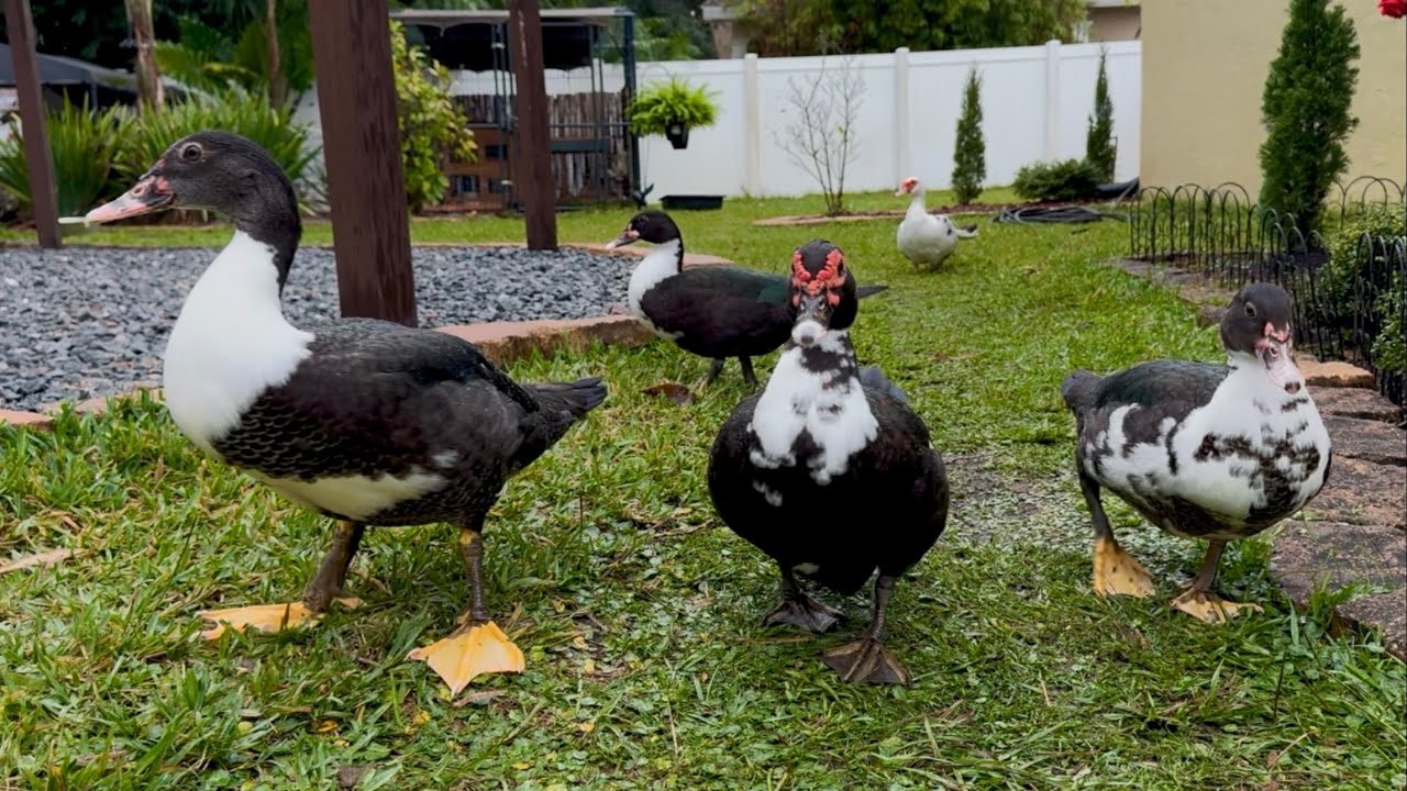 Peaceful Day With The Duck Family