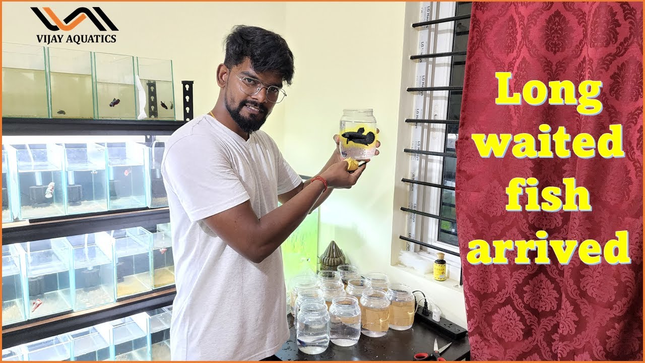 Unboxing My favourite betta | Vijay Aquatics |Tamil