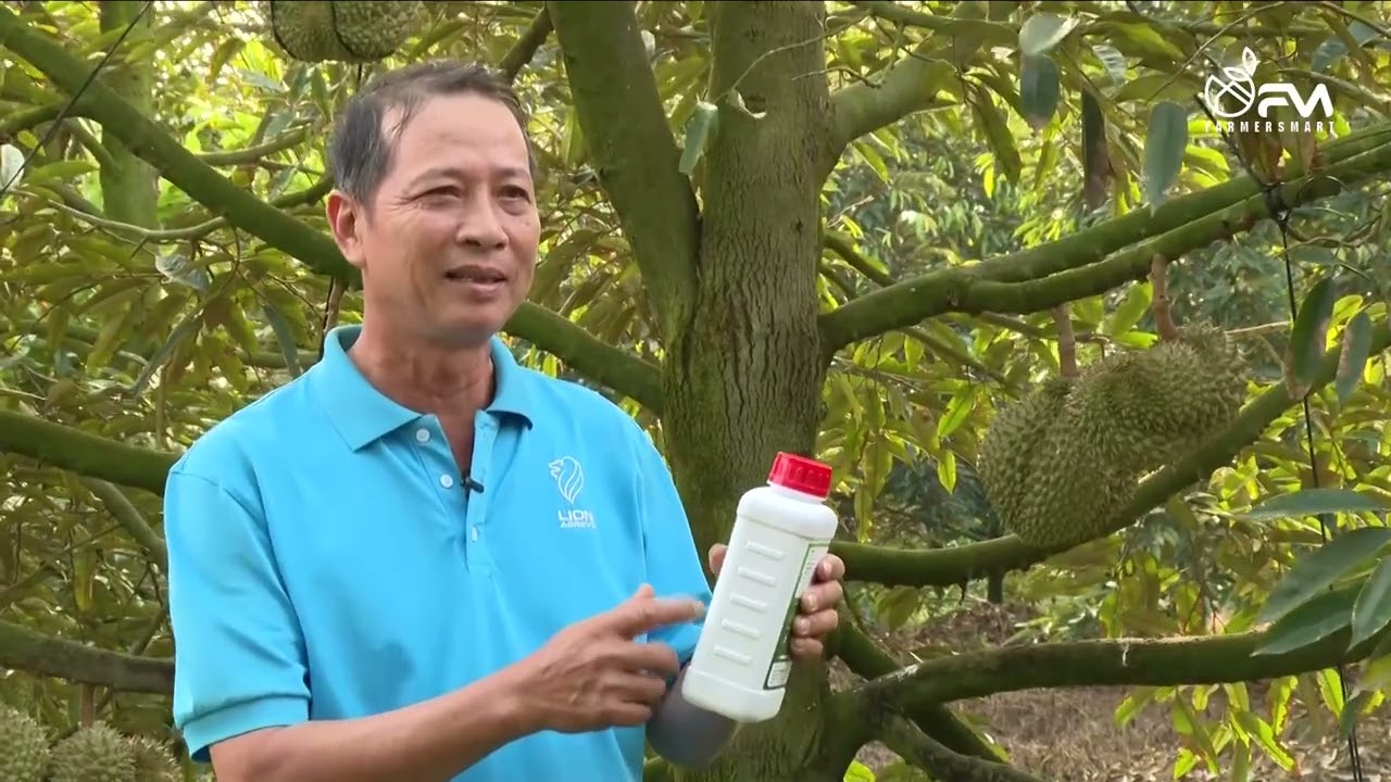 Cách cứu sầu riêng bị rụng bông, rụng trái HOT HOT