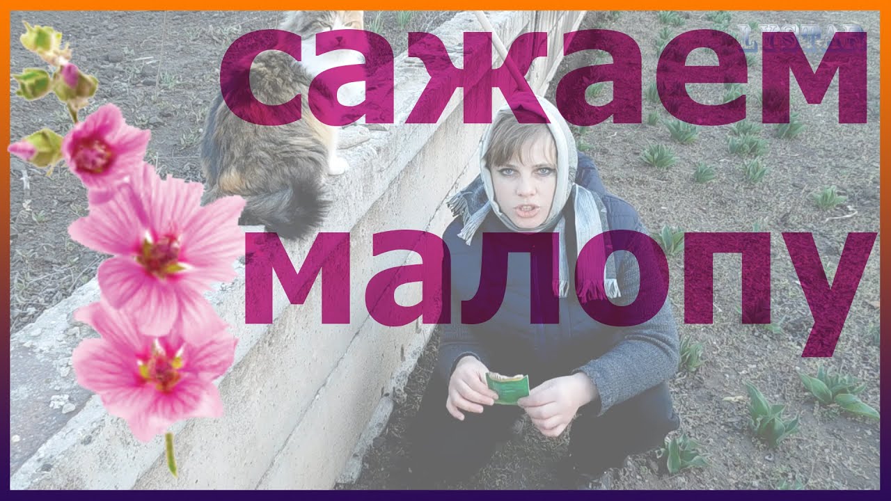 Как сеять малопу Малопа выращивание из семян Как посадить малопу дома Малопа посадка