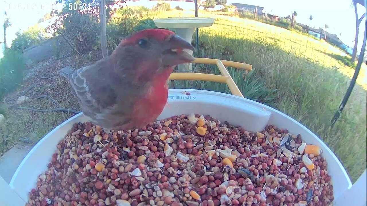 House Finch