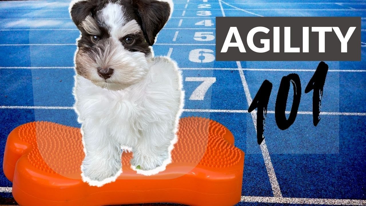12-Week Miniature Schnauzer Puppy Takes First Agility Class