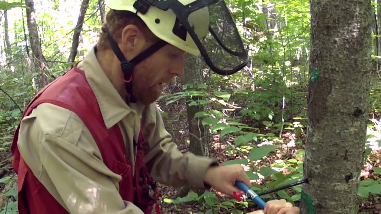 Mesure DHP arbre-&eacute;tude (PET) et extraction d'un carotte dendrochronologique