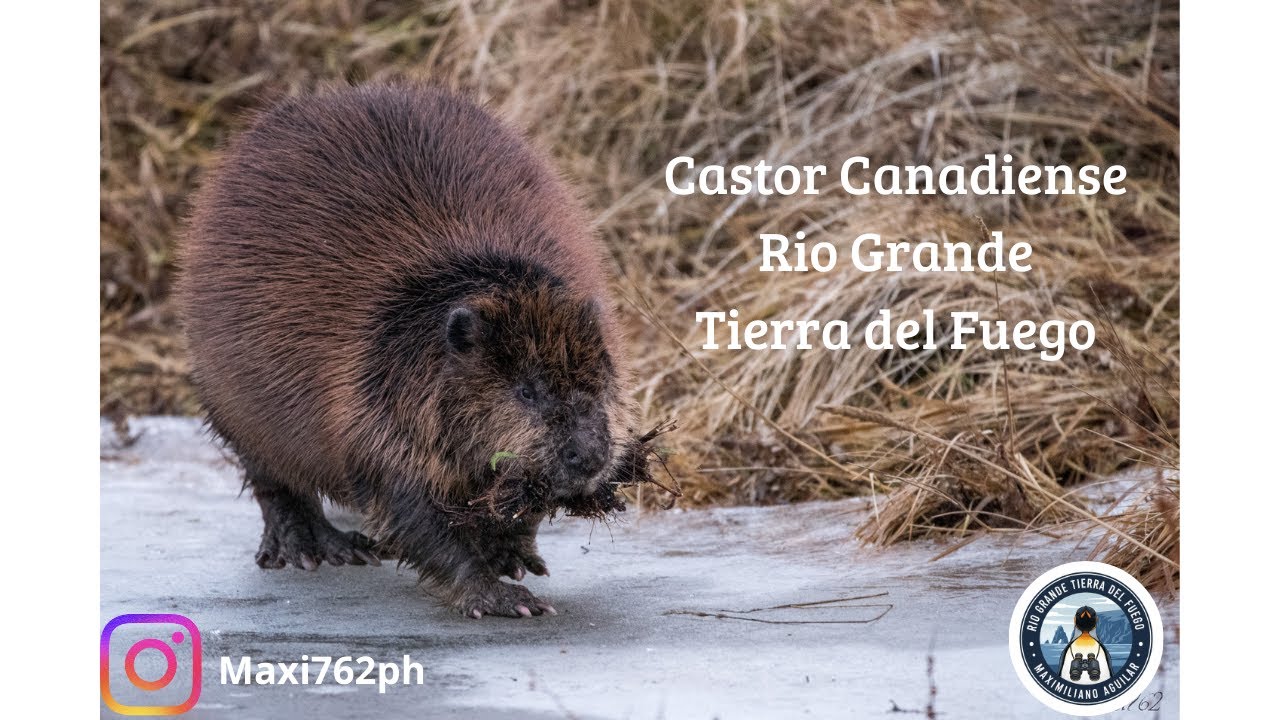 Castor Canadiense, Rio Grande, Tierra del Fuego.