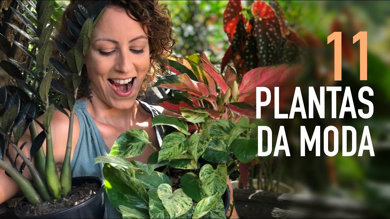 TOP 11 PLANTAS em ALTA pra DECORA&Ccedil;&Atilde;O de CASA ou APARTAMENTO