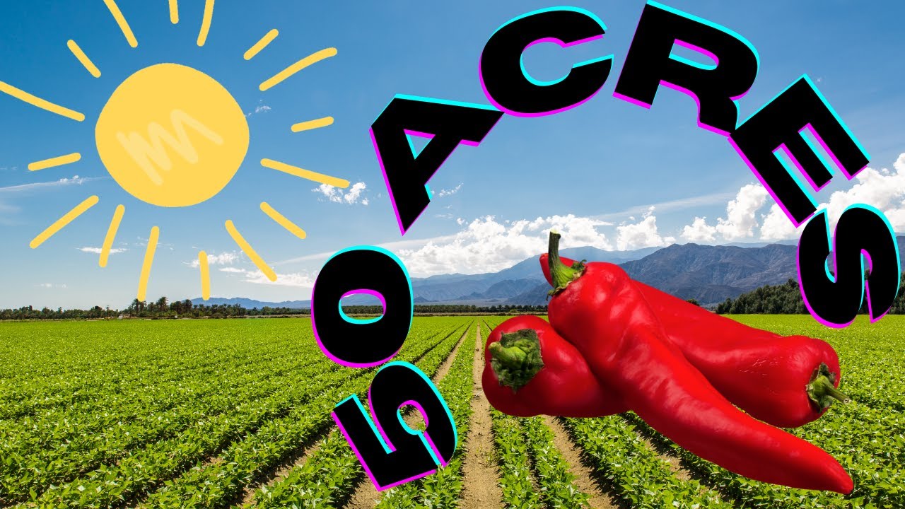 Start of 50 Acres Pepper for export