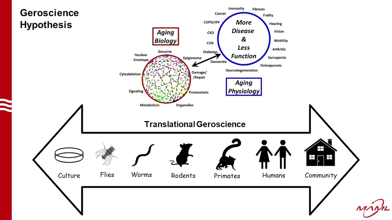 Translational Geroscience: Can rapamycin extend healthy longevity in humans? -Adam R. Konopka, PhD