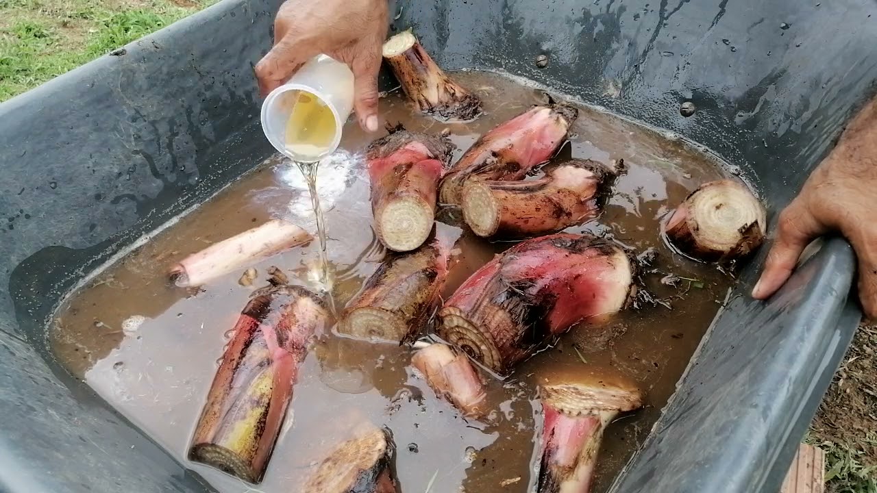 Como sembrar correctamente plátano y en que Luna 🌱🌒🌑