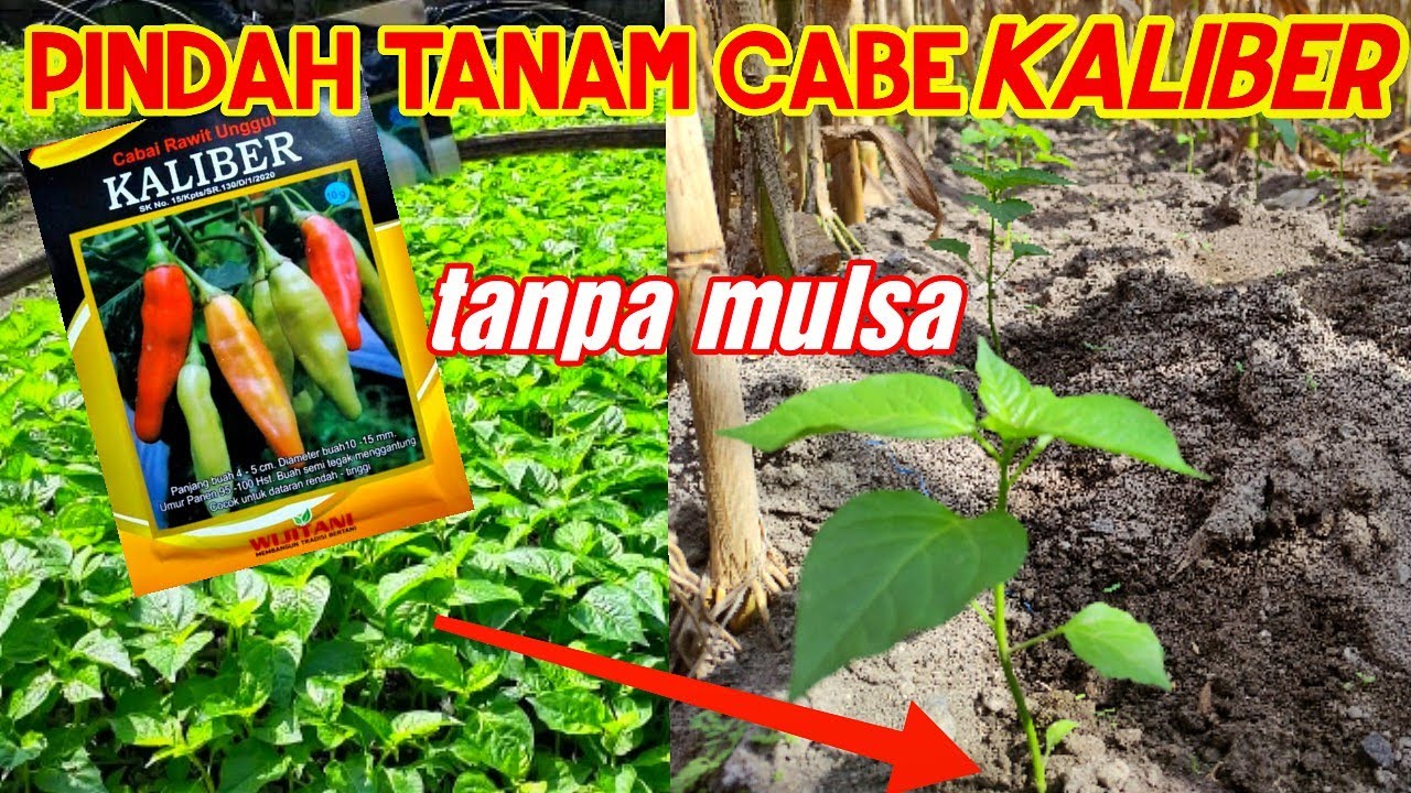 CARA PINDAH TANAM CABE!!! VARIETAS CABE KALIBER (PART 1)