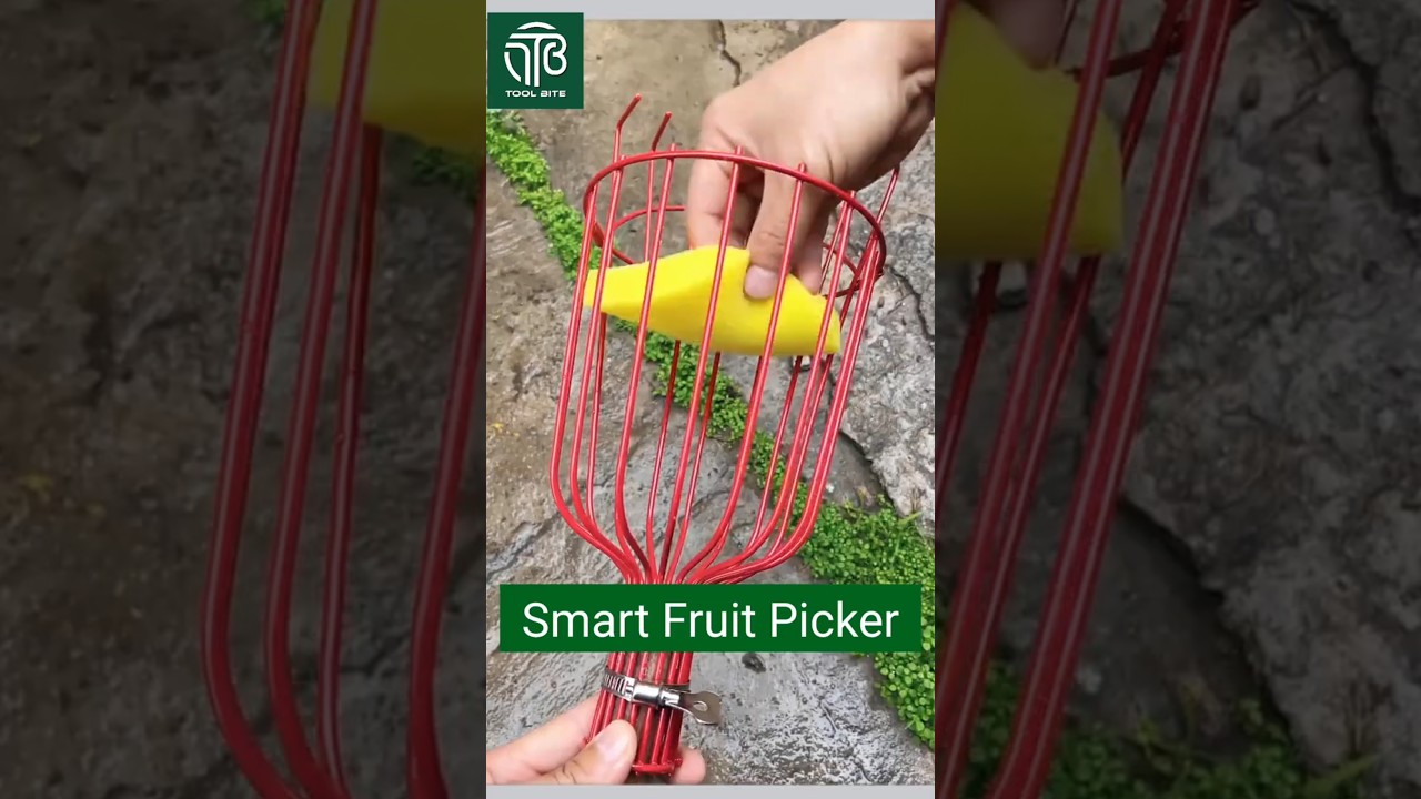 Genius Fruit Picker Tool | Easy & Damage-Free Harvesting #Harvesting #shorts