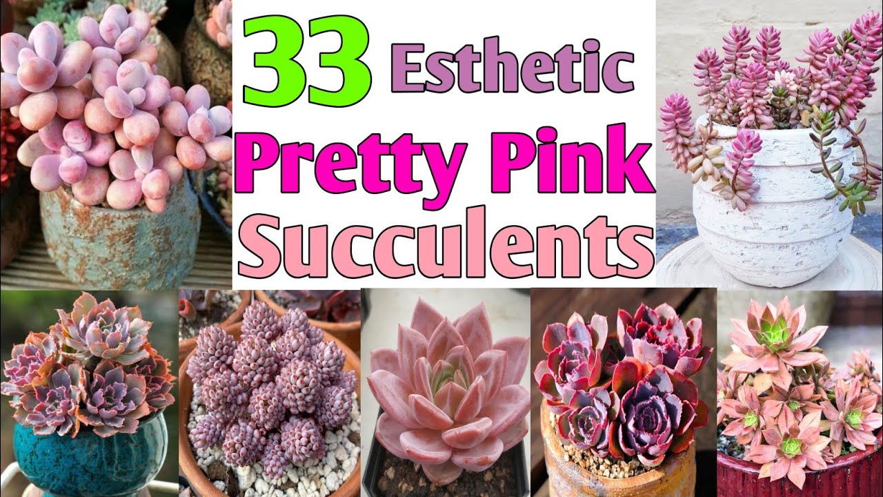 33 Pretty Pink Succulents | Esthetic Pink Succulent varieties | Plant and Planting