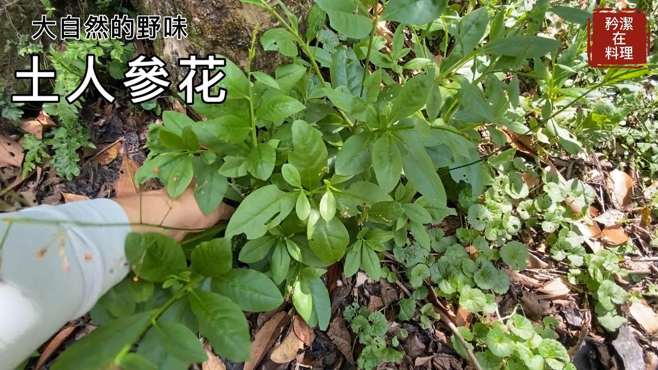 隨手一摘都是美味 土人參菜 珍愛自然 取之不盡