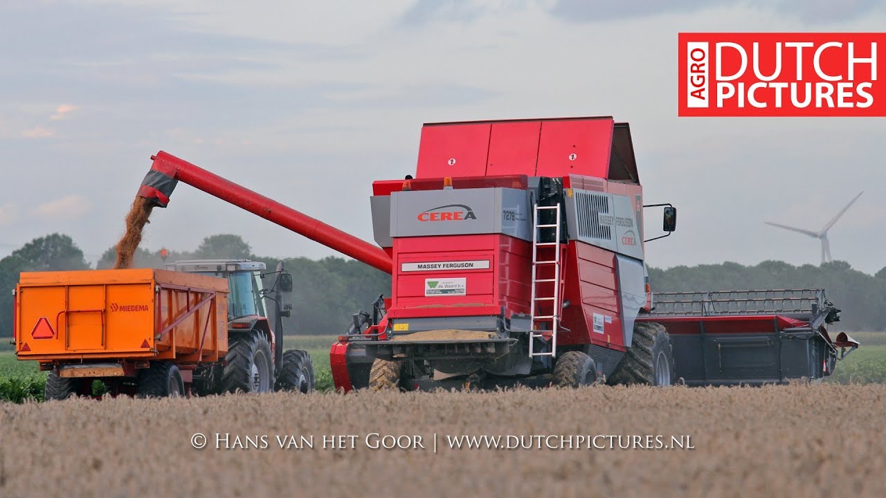Tarwe dorsen met Massey Ferguson 7278 CEREA | Harvesting wheat | Weizen | 2017