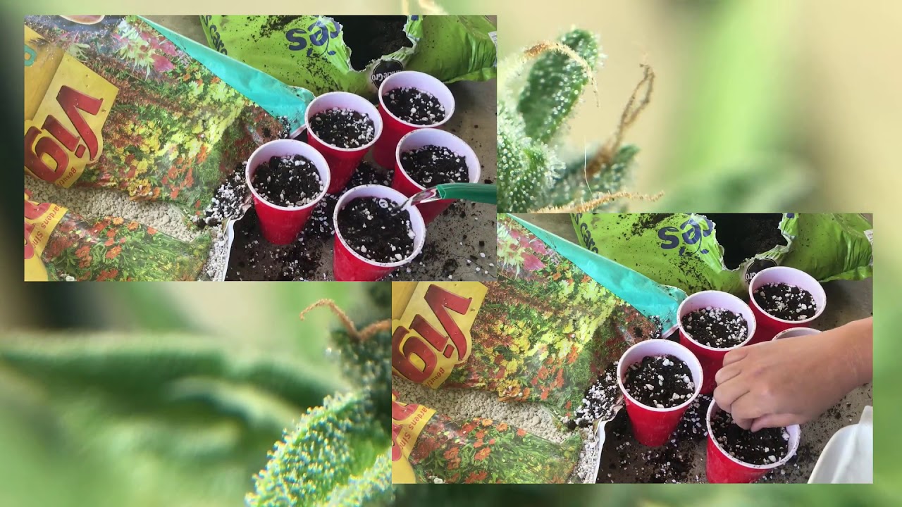 Weed In A Pot informercial 46OChbh mDU