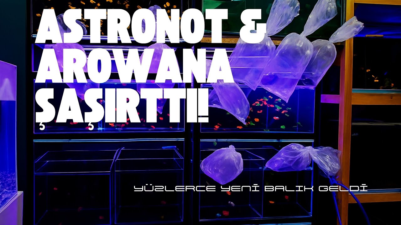 Astronot & Arowana ŞAŞIRTTI! Yüzlerce Yeni Balık Geldi