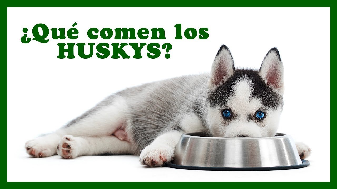 🆘 ¿Por qué mi HUSKY come poco? Te damos la RESPUESTA 🙌