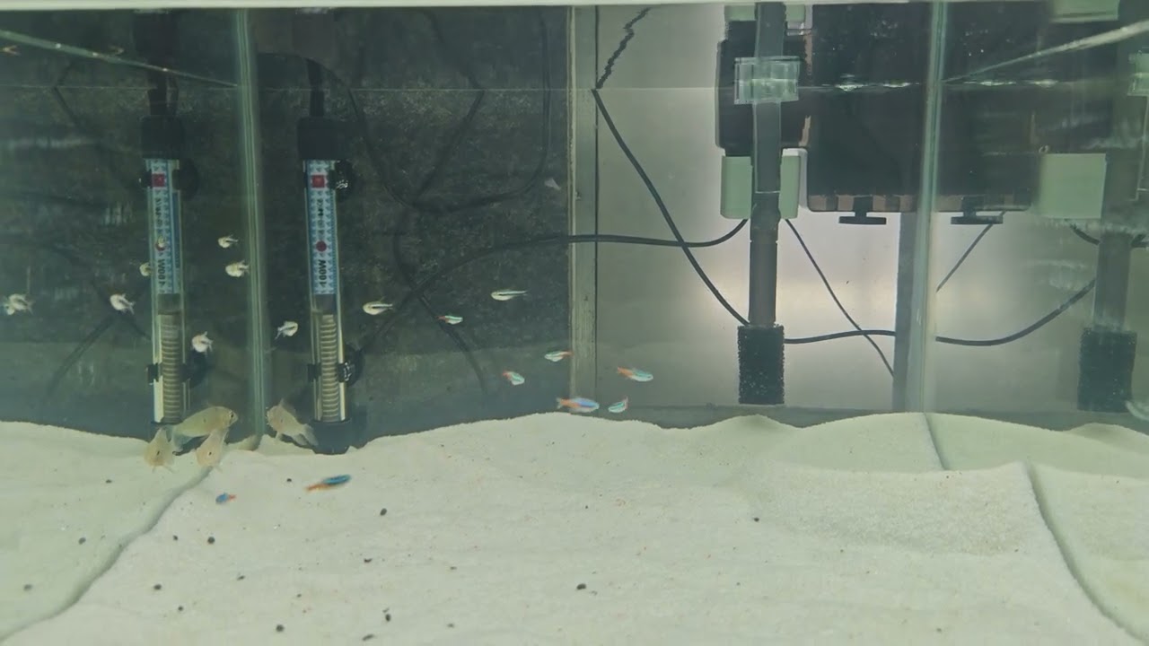 Bolivian Rams, Neon tetras and Black Neon Tetras