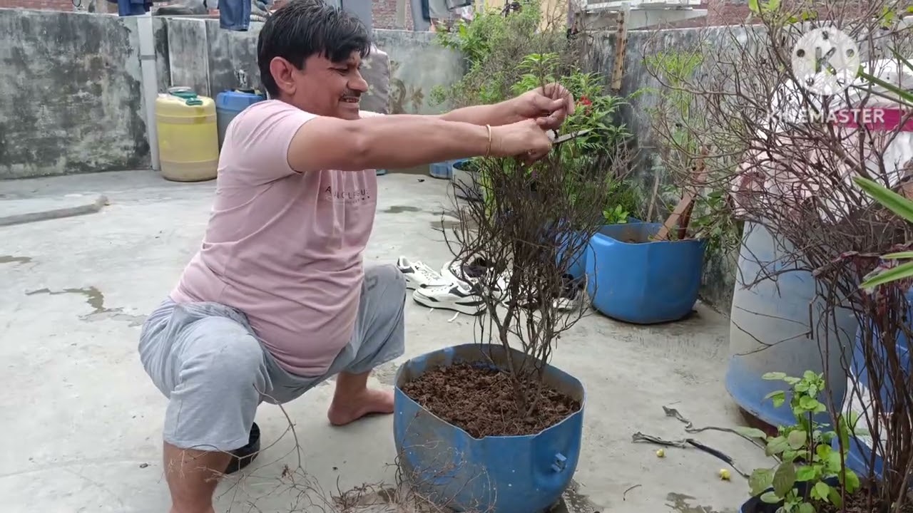 | Tulsi ji kaa paudhe sukhne baad kya kare dekho | 