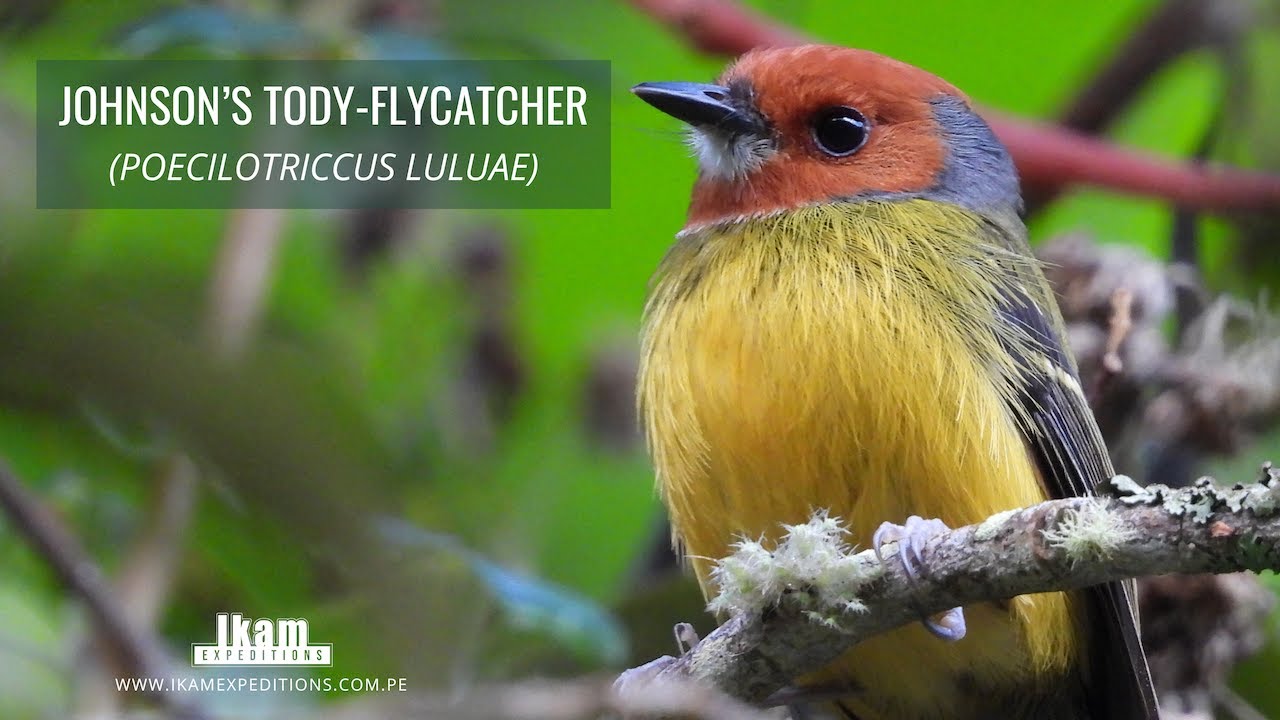 Johnson&rsquo;s Tody-Flycatcher (Poecilotriccus luluae) endemic to Peru