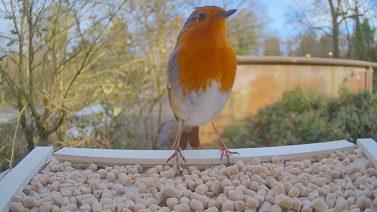 Bird Feeder Camera Highlights