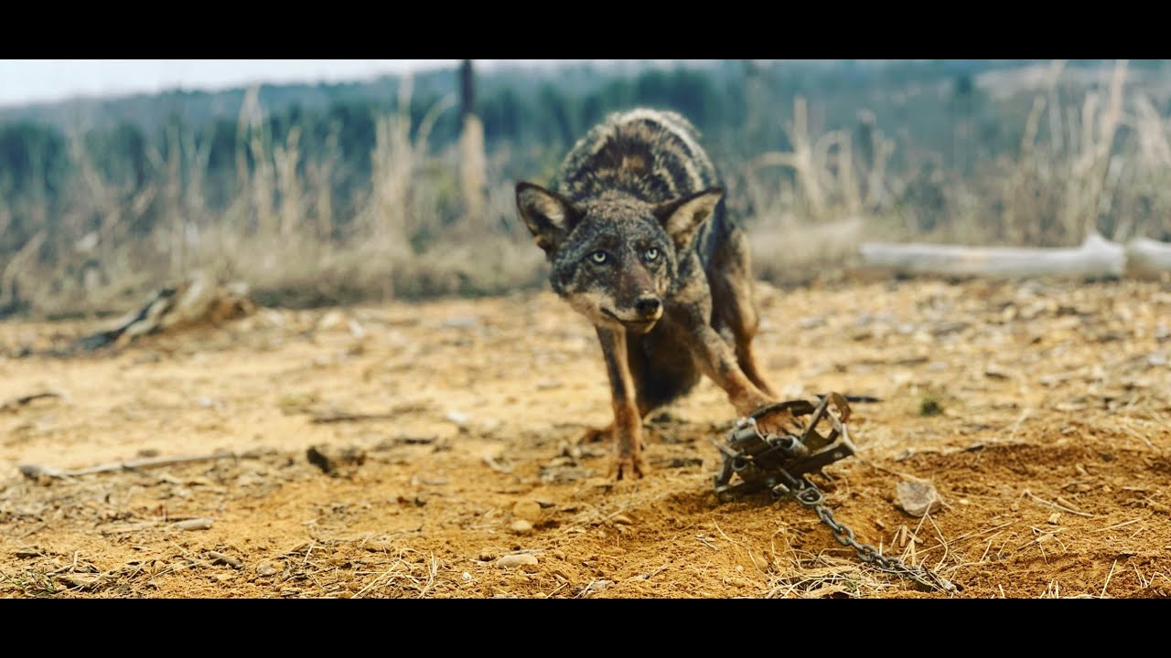 Trapping Predators in the South  Day 1