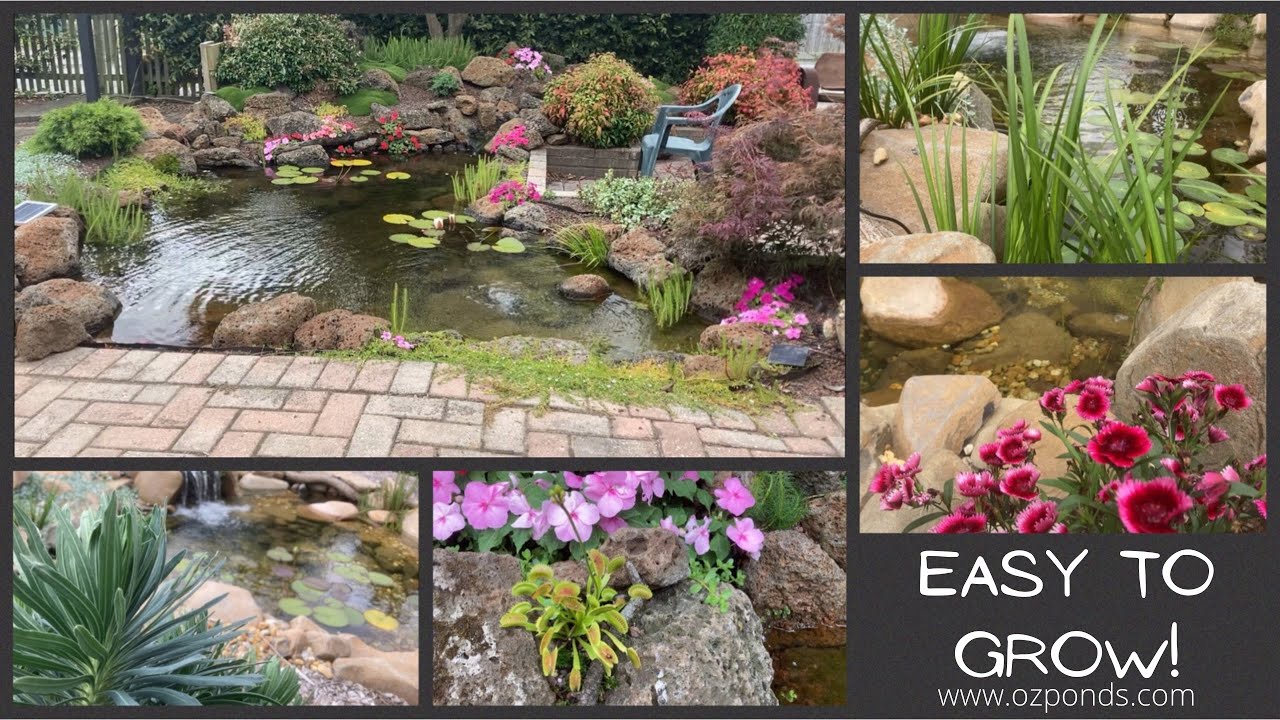 Plant ideas for in and around a backyard pond