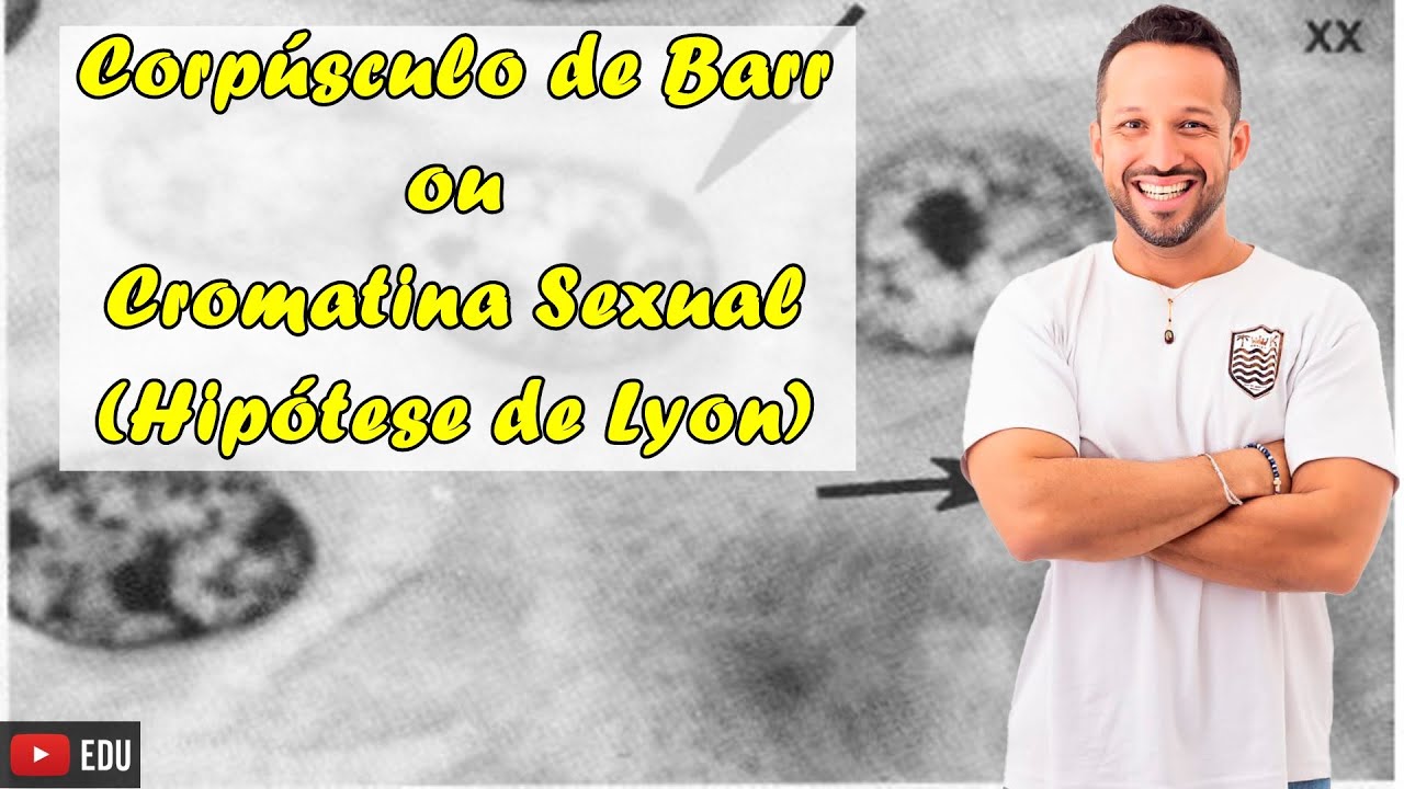Hipótese de Lyon - Corpúsculo de Barr ou Cromatina Sexual - Conceito - Citogenética - Genética