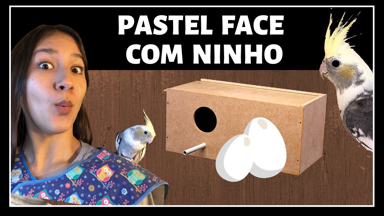 COMO REPRODUZIR CALOPSITAS / NINHO