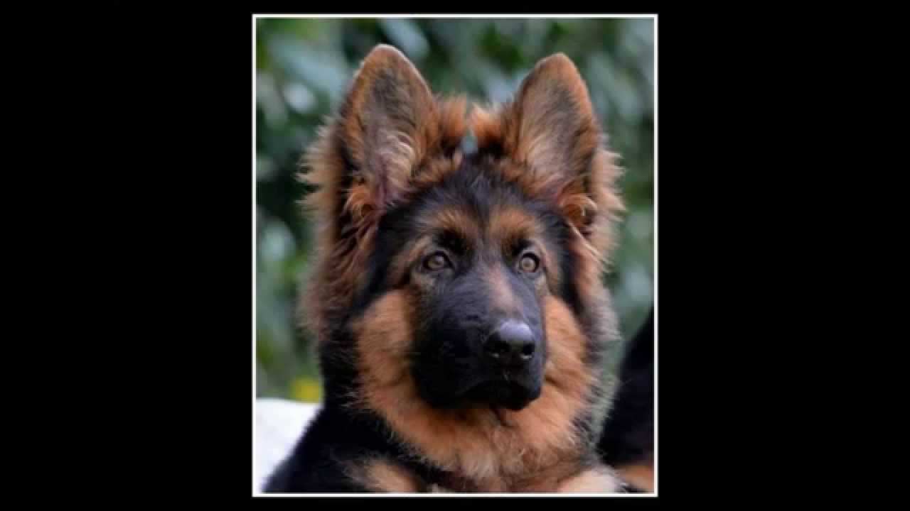 ELEVAGE-BERGER-ALLEMAND