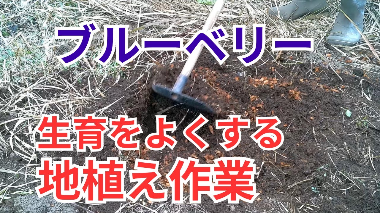 ブルーベリーの育て方、地植え方法をお伝えします。休眠期の露地植え付け方法を伝授します。