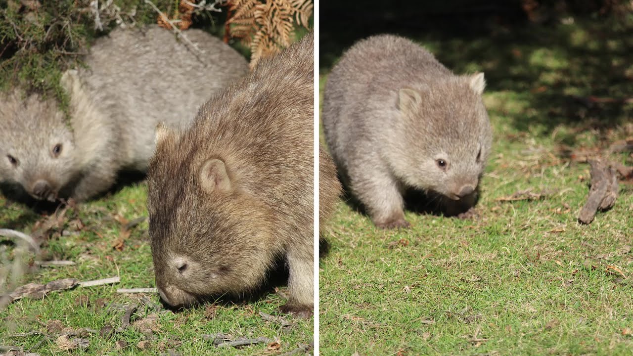 Maria Island. Wombat Central!
