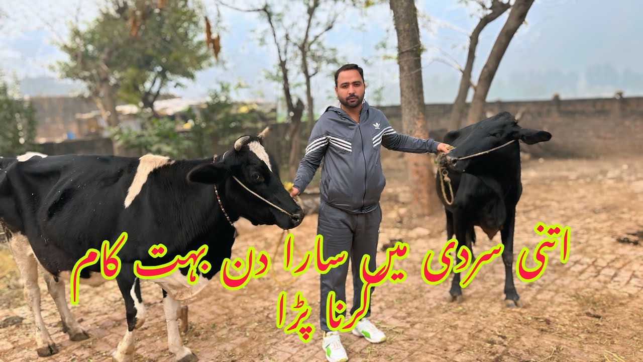 Shadeed sardi ma sara din bohat kam karna para #alisialkoti 