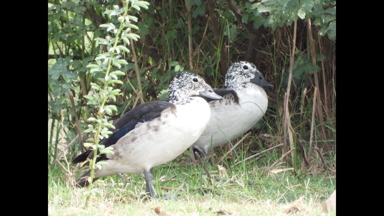 Knob Billed Duck
