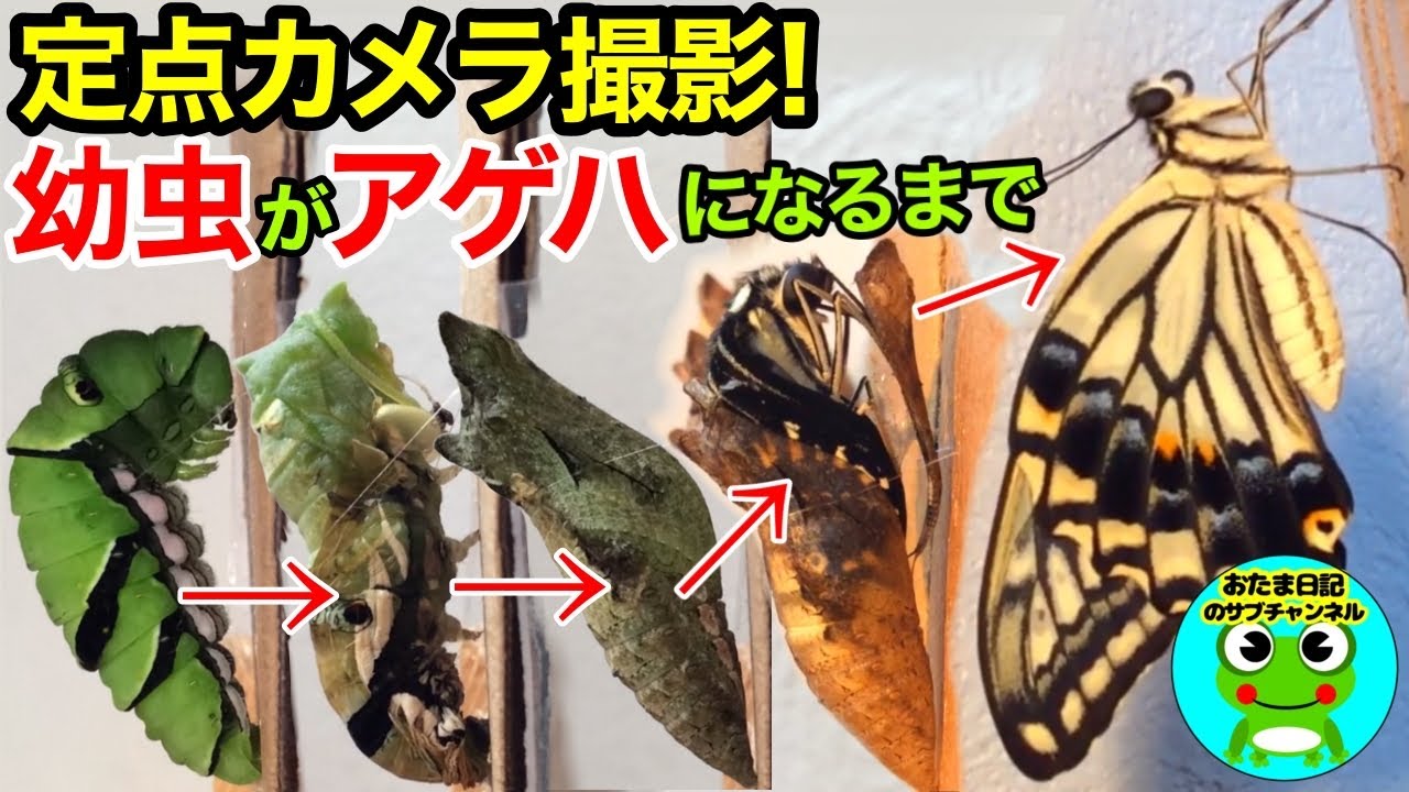 001アゲハの幼虫が糸を張り、サナギになり、蝶になる動画（蛹化、羽化）