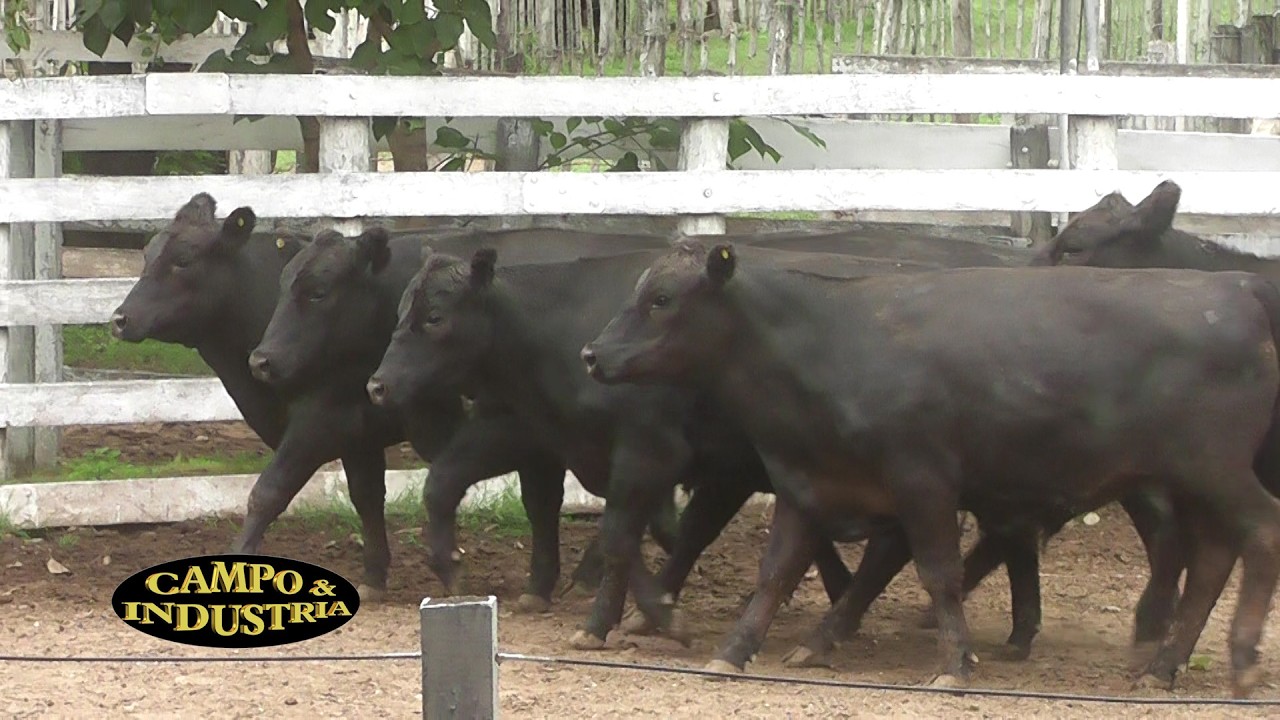 CAMPO INDUSTRIA 12 2 2026