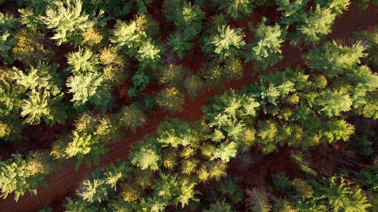 A Good Day For Dreaming: Drone Therapy
