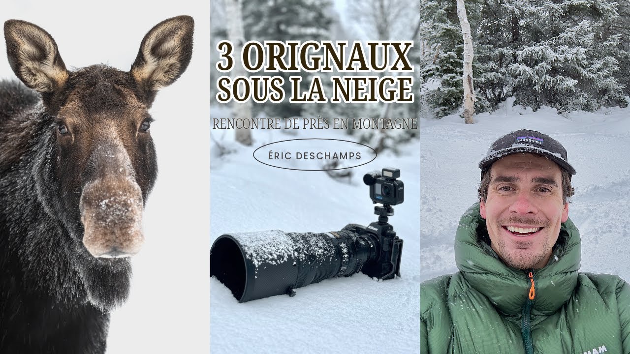 Rencontre capoté avec 3 orignaux sous la neige ! En bonus, du paysage ! 🏔️