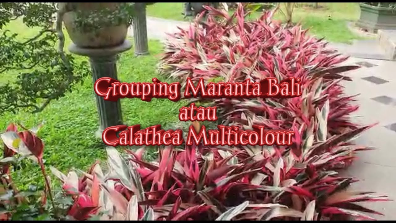 Grouping Tanaman Maranta Bali atau Calathea Multicolour