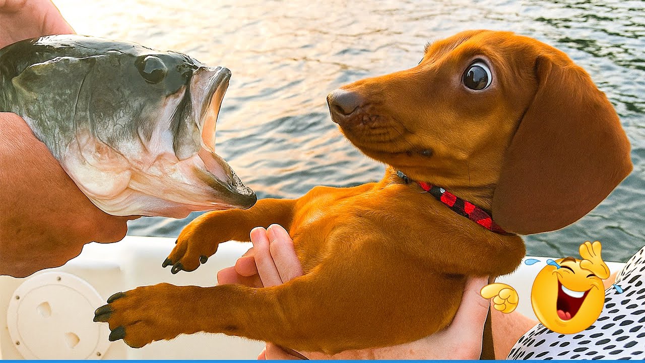 You Will Die Laughing At These Animals 😹🐶 The Funniest Cat & Dog Moments Compilation 🤣